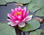 Pink Lotus
