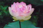 Pink Lotus