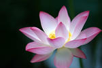 Pink Lotus