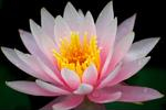 Pink Lotus